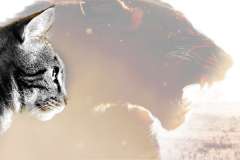 Interim must never be a pale imitation of executive search